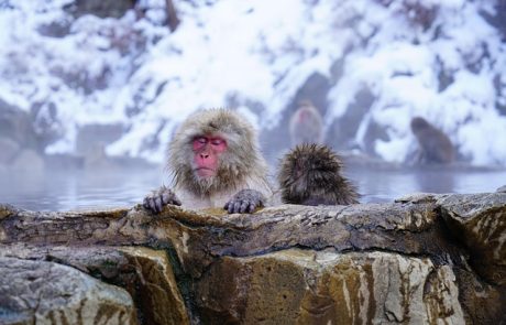 4 אונסנים ביפן שאסור לפספס